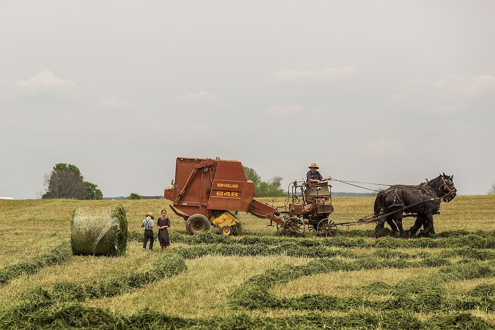Amish Children Working In The Field