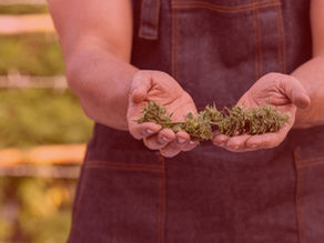 Cannabisblüten
