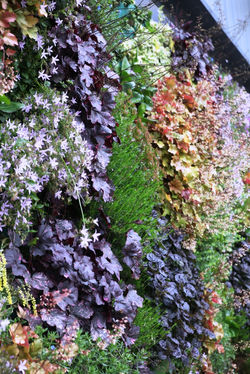 Vertical Gardens Make Us Feel Better
