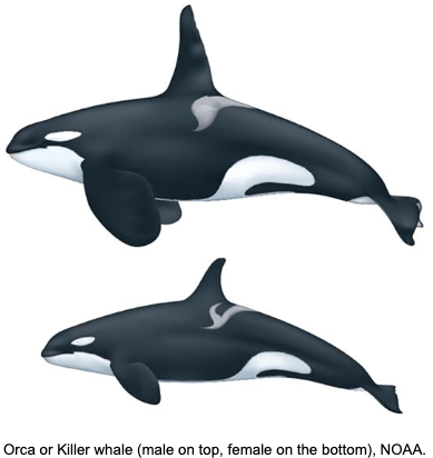 ree