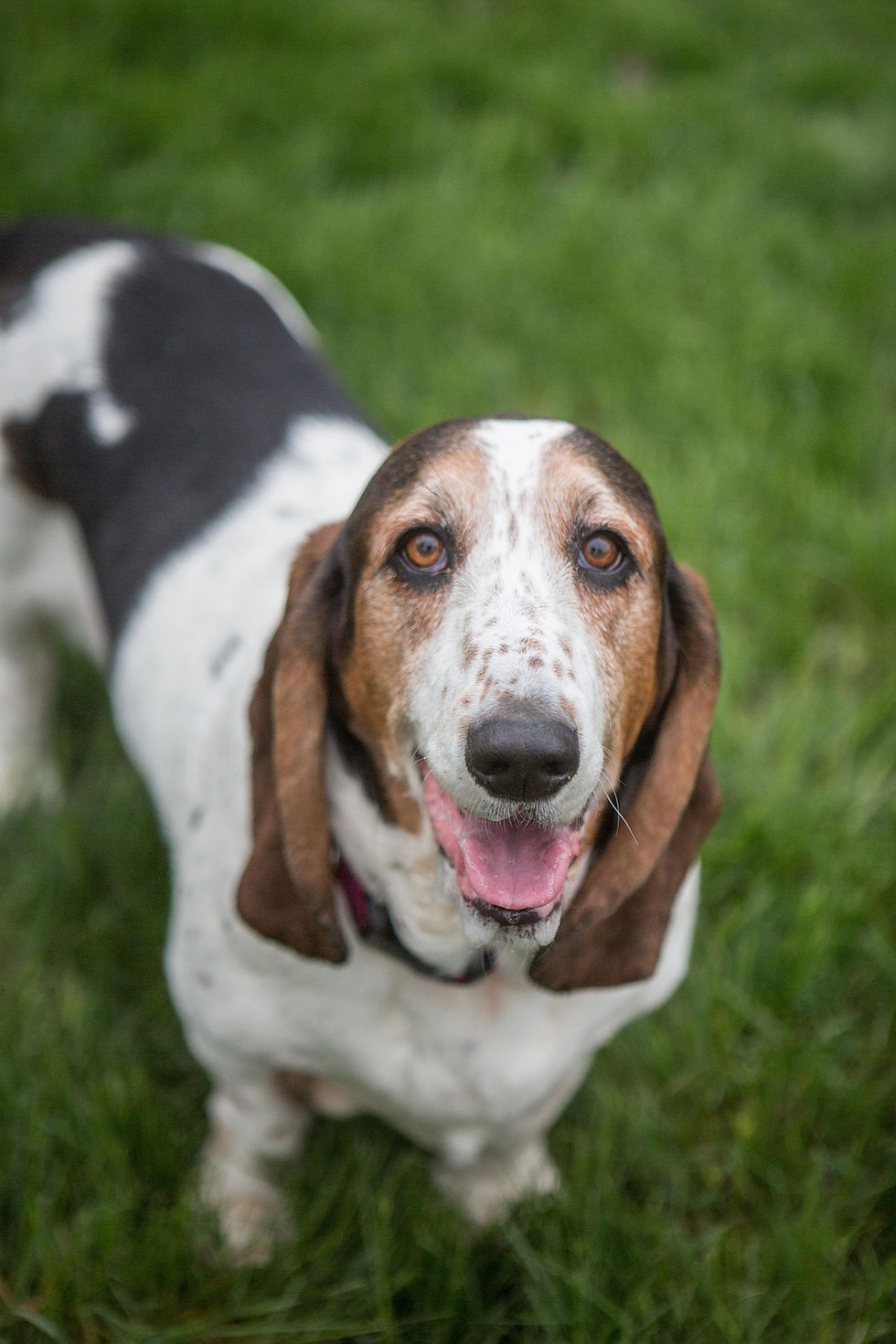 jawestad-basset-hound-3858174_1920.jpg