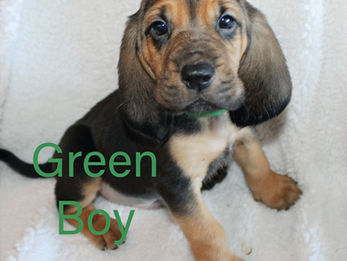 Rescue Hound Dog Puppy