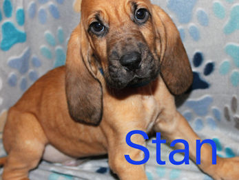 Rescue Hound Dog Puppy