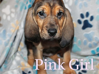 Rescue Hound Dog Puppy