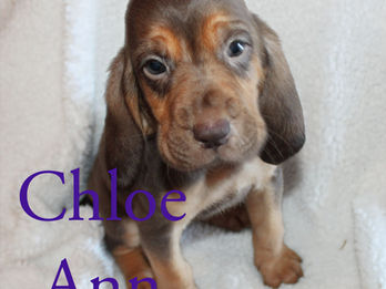 Rescue Hound Dog Puppy