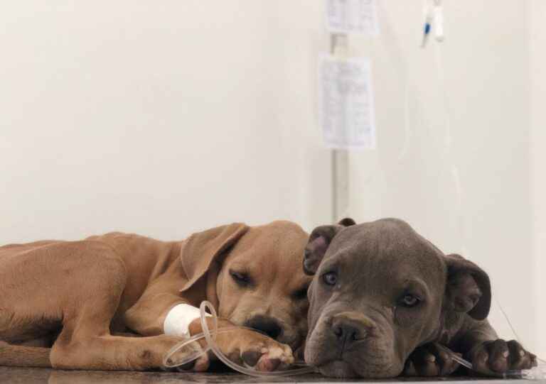 Estão abertas novas inscrições para castração de cães e gatos