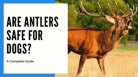 elk bones for dogs safe