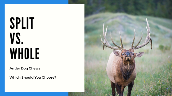 whole elk antlers
