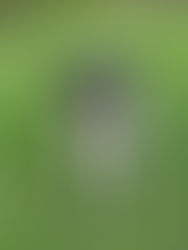 VERMITTELT: AREN - 06/2024 - Bilderbuchbodeguero aus der Perrera in Malaga