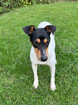 VERMITTELT: AREN - 06/2024 - Bilderbuchbodeguero aus der Perrera in Malaga