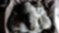 _DSC8468.jpeg