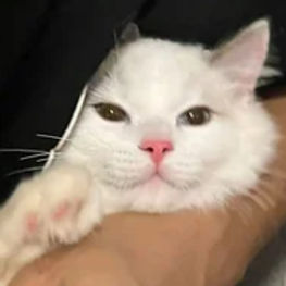 螢幕擷取畫面 2025-04-07 212213_edited.jpg