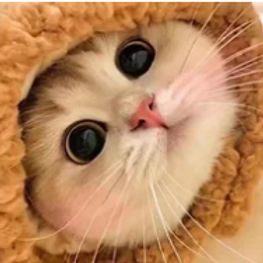 螢幕擷取畫面 2025-04-07 212600_edited.jpg