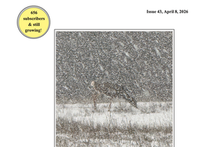 UpDraft Issue 43