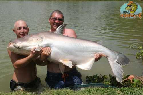 Mekong Cat Fish