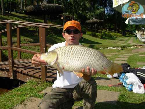 Carpa Húngara