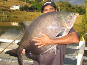 Fazenda Paraná –  Equipe Fishingtur novamente na terra do queijo e dos Gigantes Redondos e Surubins 