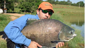 Fazenda Paraná - Os grandes tambacus não dão descanso aos Fishingtur