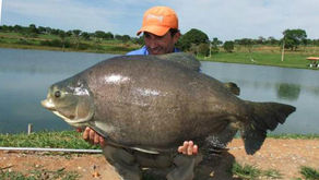 Fazenda Pacu - Uma pescaria com muitos peixes fisgados