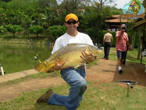 Carpa Espelho