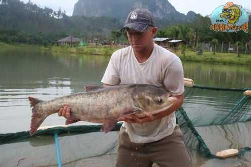 Big head carp