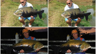 Fazenda Paraná - Dias difíceis com peixes manhosos