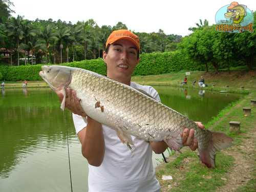 Carpa Capim