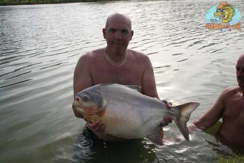 Black Pacu
