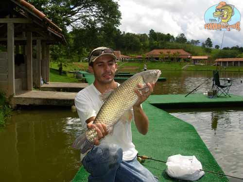 Carpa Capim