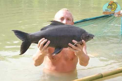 Black Carp