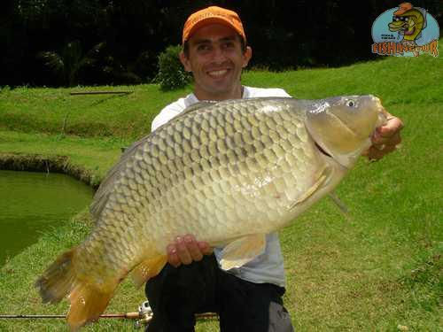 Carpa Húngara
