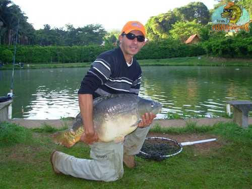 Carpa Espelho