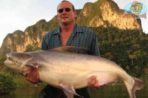Chao Phraya Cat Fish