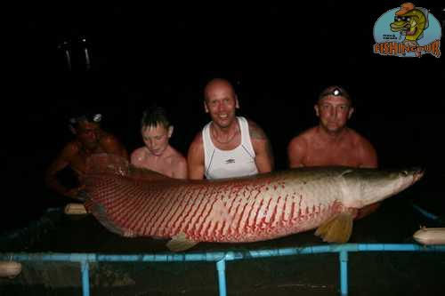 Arapaima
