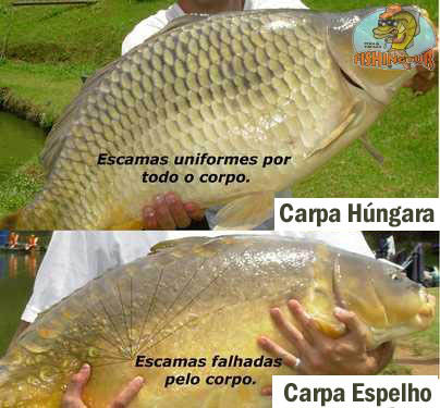 Diferença entre Húngaras e Espelhos