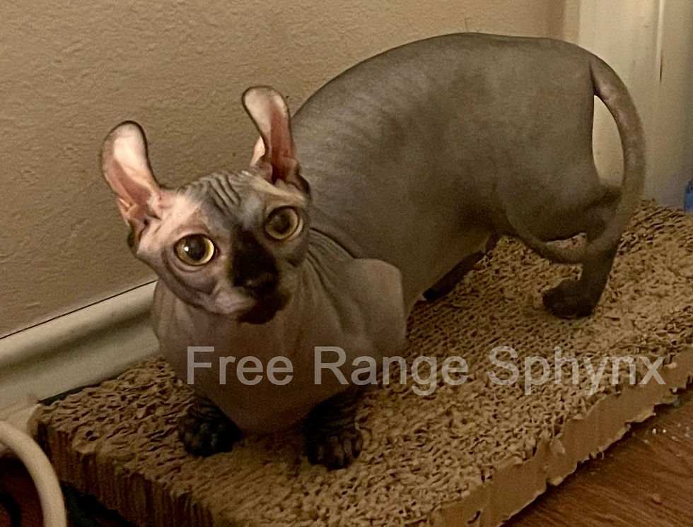 Dwelf Sphynx Cat Black