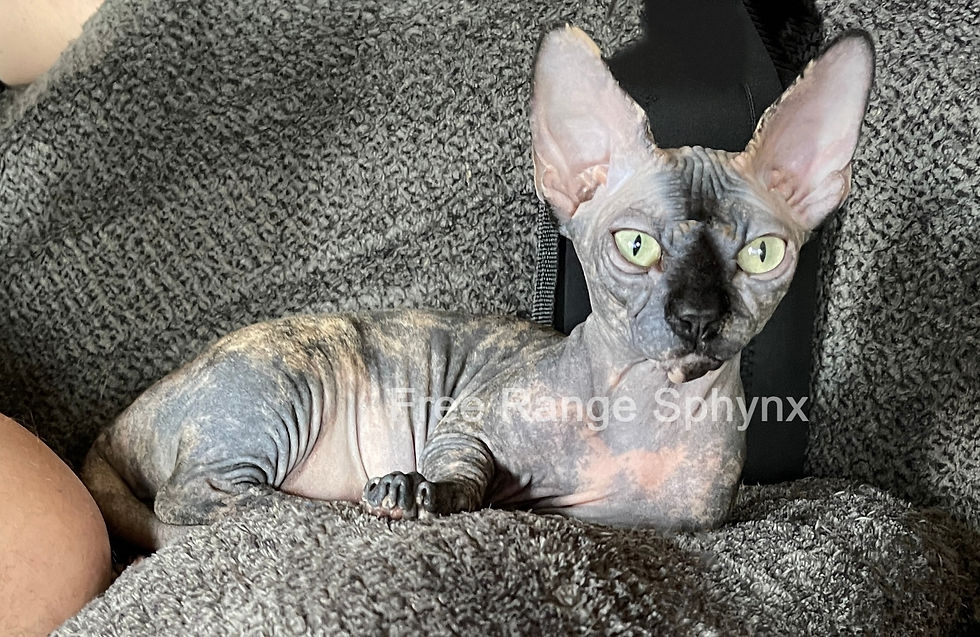 Hairless Bambino Female in Calico