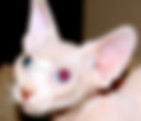 odd eyed hairless bambino sphynx kitten cat polydactyl elf dwelf munchkin