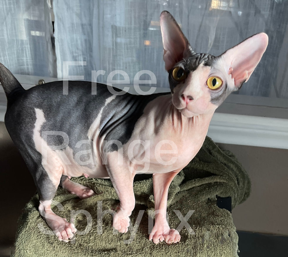 Hairless Polydactyl Sphynx Female Blue and White Bicolor