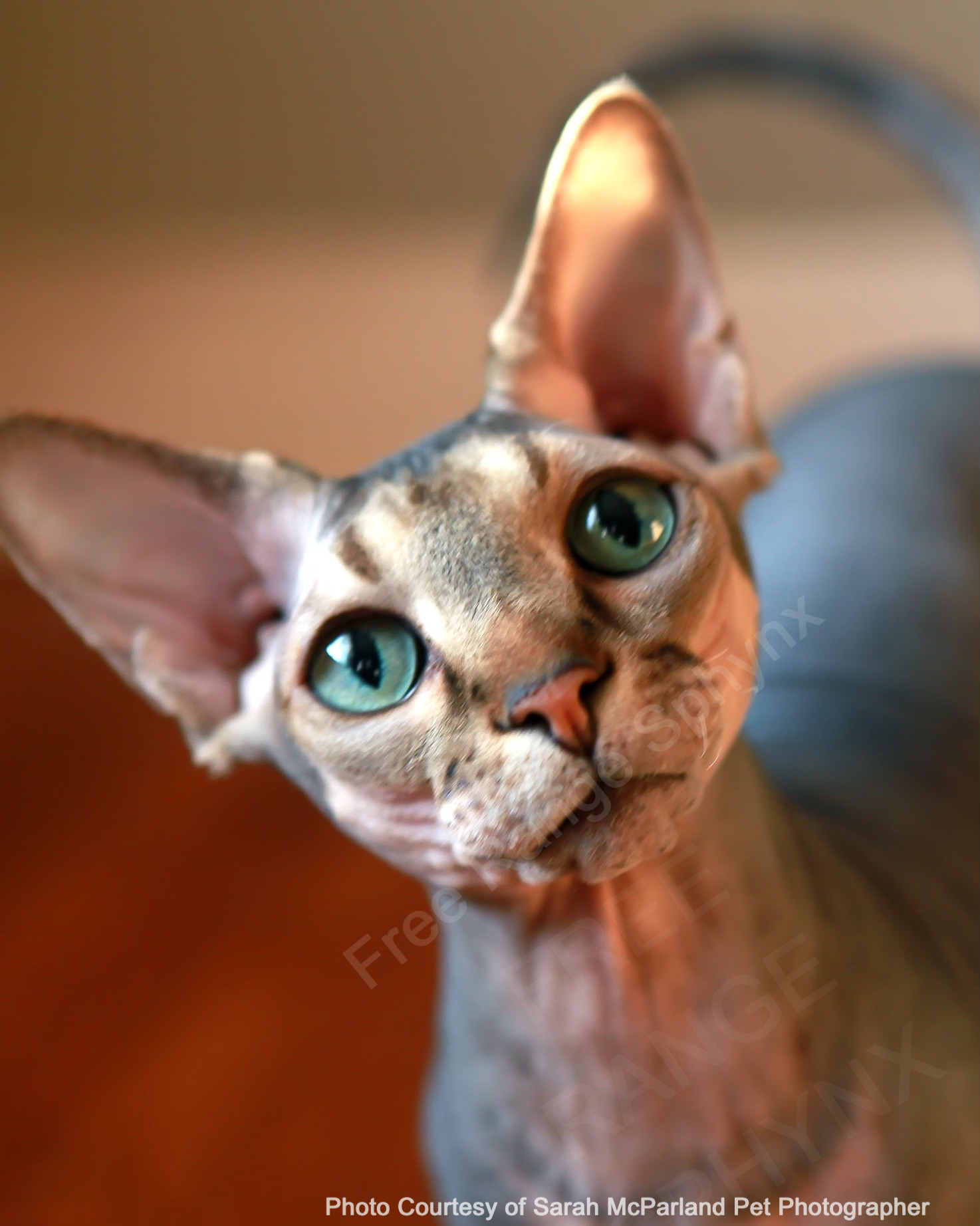 Angela, Free Range Sphynx logo