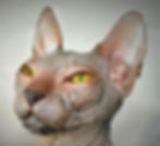 ree