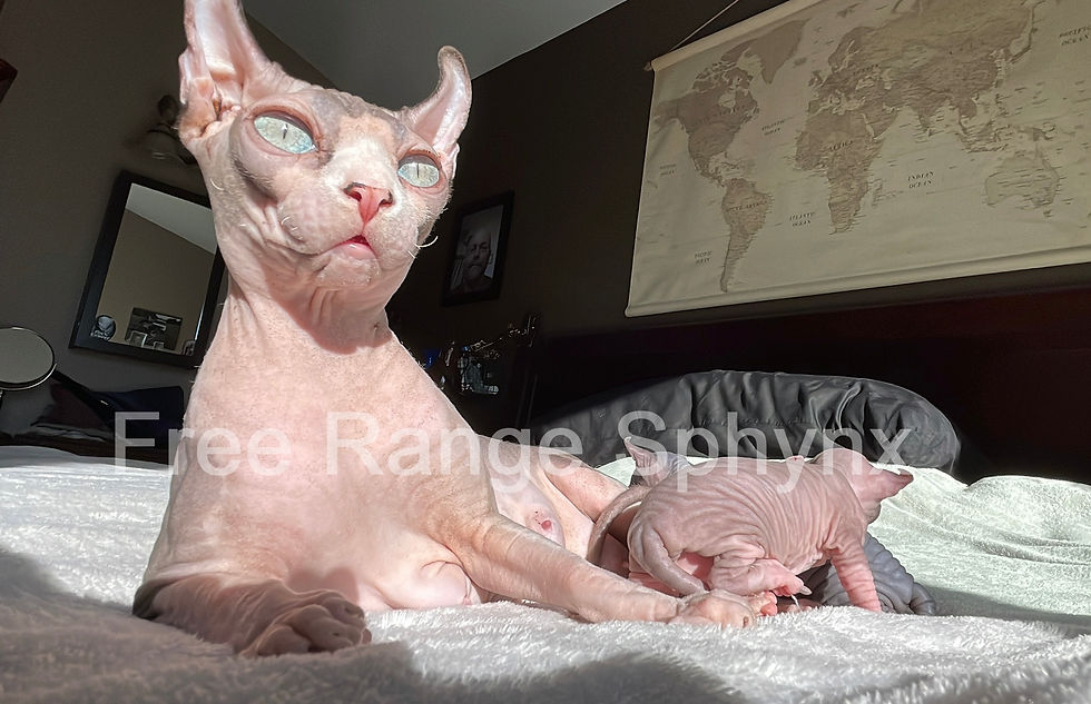 Hairless Elf Queen Bicolor