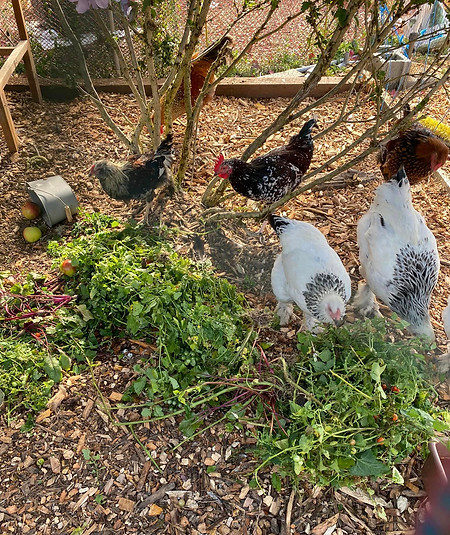 Learning about chicken farming