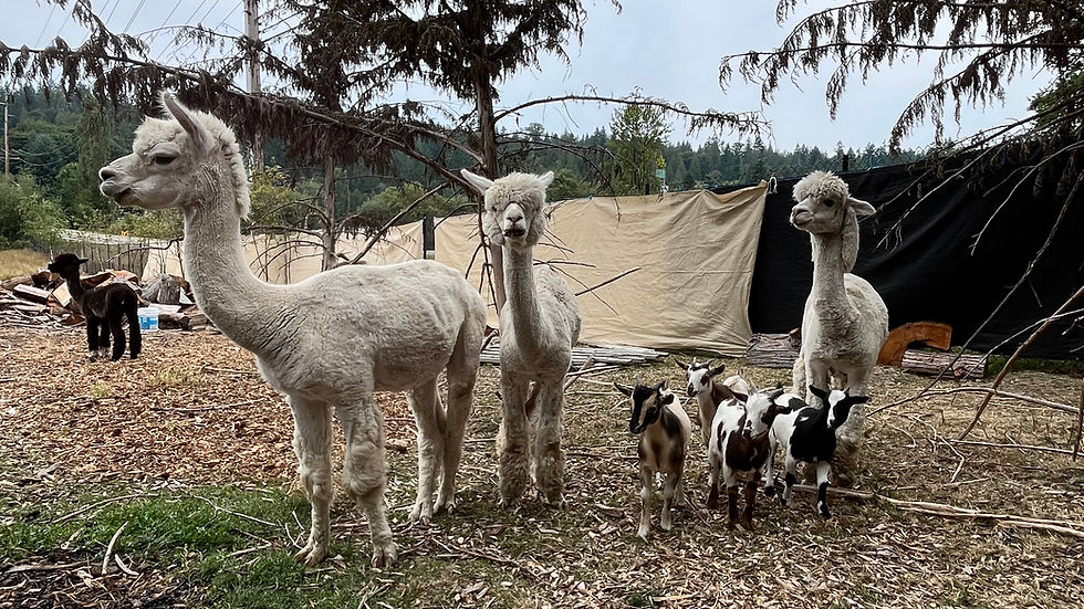 Alpaca care