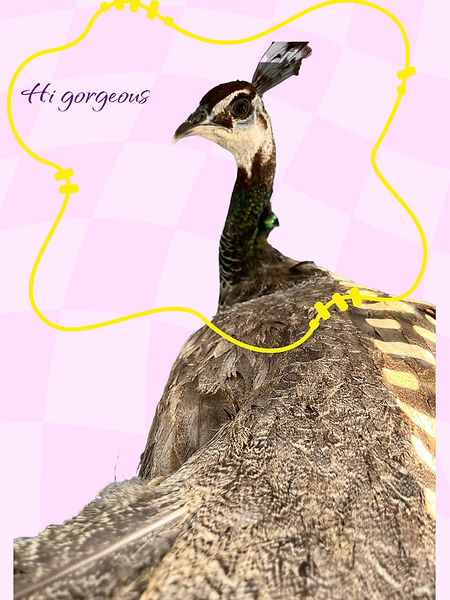Farm Experiences - a beautiful peacock