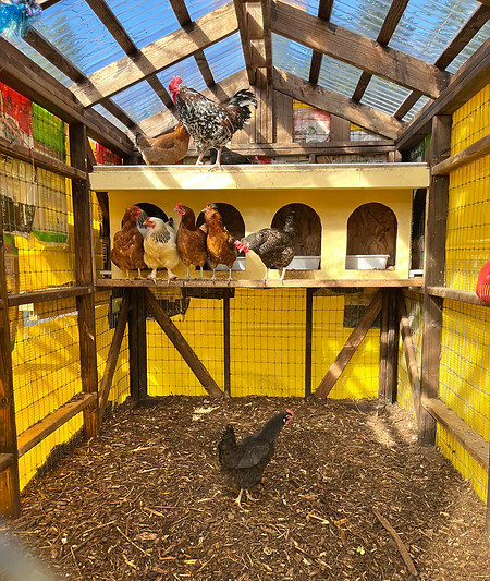 Learn about chicken lifecycle