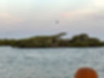 A bird circling a tree covered island full of birds settling down for the night.