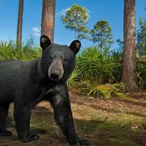 What to do if you encounter a Florida Black Bear.