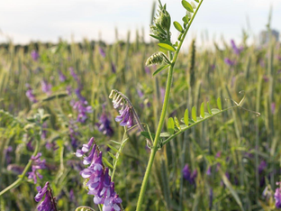 Vicia: el cultivo de cobertura que renueva los suelos salteños