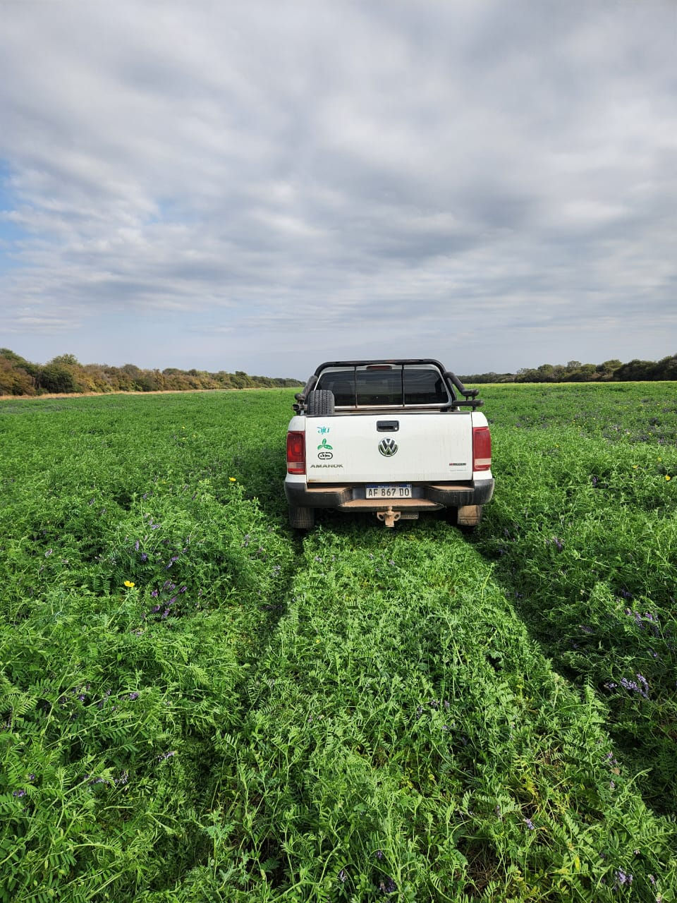 En Salta, los cultivos de servicios dejan una huella positiva: aumentan 30% el stock de carbono